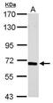 Insulin Like Growth Factor 2 MRNA Binding Protein 2 antibody, PA5-29870, Invitrogen Antibodies, Western Blot image 