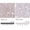Inhibin Subunit Beta E antibody, NBP1-89262, Novus Biologicals, Immunohistochemistry paraffin image 
