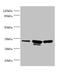 Capping Actin Protein Of Muscle Z-Line Subunit Beta antibody, LS-C375388, Lifespan Biosciences, Western Blot image 