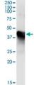 Methionine Adenosyltransferase 1A antibody, H00004143-M01, Novus Biologicals, Immunoprecipitation image 