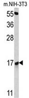 RNA Binding Motif Protein 3 antibody, AP17709PU-N, Origene, Western Blot image 