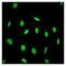 Menin 1 antibody, ab92443, Abcam, Immunofluorescence image 