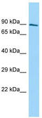 SH3 Domain Containing 19 antibody, TA334377, Origene, Western Blot image 