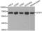 Stress Induced Phosphoprotein 1 antibody, abx001131, Abbexa, Western Blot image 