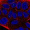 Tigger Transposable Element Derived 2 antibody, NBP2-56967, Novus Biologicals, Immunocytochemistry image 