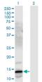 Neuromedin-C antibody, H00002922-M03, Novus Biologicals, Western Blot image 