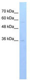 Ret Finger Protein Like 3 antibody, TA329801, Origene, Western Blot image 