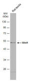 Wnt Family Member 1 antibody, GTX111231, GeneTex, Western Blot image 