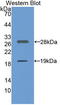 Sirtuin 1 antibody, LS-C292515, Lifespan Biosciences, Western Blot image 