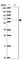 Solute Carrier Family 5 Member 1 antibody, HPA051805, Atlas Antibodies, Western Blot image 