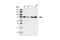 Protein Kinase C Alpha antibody, 2056T, Cell Signaling Technology, Western Blot image 