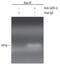 GATA Binding Protein 6 antibody, AF1700, R&D Systems, Chromatin Immunoprecipitation image 