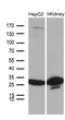 Dehydrogenase/Reductase 4 Like 2 antibody, MA5-27281, Invitrogen Antibodies, Western Blot image 