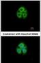 Glycine-N-Acyltransferase Like 1 antibody, PA5-21805, Invitrogen Antibodies, Immunofluorescence image 