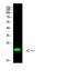 Histone H3 antibody, STJ98849, St John