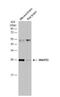 Synaptosome Associated Protein 23 antibody, NBP1-32694, Novus Biologicals, Western Blot image 