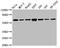 Heterogeneous Nuclear Ribonucleoprotein K antibody, CSB-RA010611A0HU, Cusabio, Western Blot image 