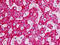 Dishevelled Associated Activator Of Morphogenesis 2 antibody, MBS248194, MyBioSource, Immunohistochemistry frozen image 