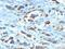 Cell Division Cycle 20 antibody, MBS438179, MyBioSource, Immunohistochemistry frozen image 