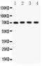 Sphingosine-1-Phosphate Receptor 5 antibody, PB9299, Boster Biological Technology, Western Blot image 
