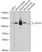 Prominin 1 antibody, GTX64328, GeneTex, Western Blot image 