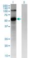 Frizzled Class Receptor 4 antibody, H00008322-M02, Novus Biologicals, Western Blot image 