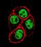 Cell Division Cycle 73 antibody, abx034262, Abbexa, Immunofluorescence image 