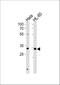 Transcription Factor AP-4 antibody, A07976, Boster Biological Technology, Western Blot image 