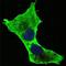 Death Domain Associated Protein antibody, GTX83312, GeneTex, Immunocytochemistry image 