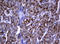 Dedicator Of Cytokinesis 8 antibody, LS-C338528, Lifespan Biosciences, Immunohistochemistry paraffin image 