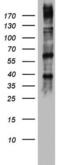 Dicer 1, Ribonuclease III antibody, M00190, Boster Biological Technology, Western Blot image 
