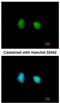 SWI/SNF Related, Matrix Associated, Actin Dependent Regulator Of Chromatin, Subfamily D, Member 1 antibody, NBP2-20417, Novus Biologicals, Immunofluorescence image 
