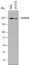 Roundabout Guidance Receptor 1 antibody, MAB7118, R&D Systems, Western Blot image 