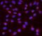 nm23-H2 antibody, PA1830, Boster Biological Technology, Immunofluorescence image 