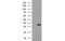 Pyrroline-5-Carboxylate Reductase 3 antibody, MBS838216, MyBioSource, Western Blot image 