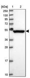 IQ Motif Containing D antibody, PA5-61818, Invitrogen Antibodies, Western Blot image 