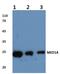 Mediator Complex Subunit 18 antibody, PA5-75401, Invitrogen Antibodies, Western Blot image 