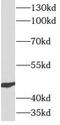 Autophagy Related 12 antibody, FNab00666, FineTest, Western Blot image 