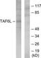 TATA-Box Binding Protein Associated Factor 6 Like antibody, TA315084, Origene, Western Blot image 