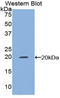 Tumor Necrosis Factor antibody, LS-C305496, Lifespan Biosciences, Western Blot image 