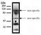 General transcriptional corepressor TUP1 antibody, orb108869, Biorbyt, Western Blot image 