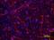 Thrombomodulin antibody, MA5-24181, Invitrogen Antibodies, Immunocytochemistry image 