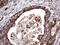 Angiotensin I Converting Enzyme 2 antibody, LS-C338898, Lifespan Biosciences, Immunohistochemistry paraffin image 