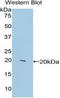 Centromere Protein E antibody, LS-C293287, Lifespan Biosciences, Western Blot image 