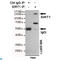 Sirtuin 1 antibody, LS-C814119, Lifespan Biosciences, Immunoprecipitation image 