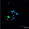 Heat Shock Protein Family B (Small) Member 1 antibody, LS-C343661, Lifespan Biosciences, Immunofluorescence image 