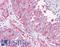 NIMA Related Kinase 6 antibody, LS-A7304, Lifespan Biosciences, Immunohistochemistry frozen image 