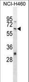 Negative Elongation Factor Complex Member A antibody, LS-C160621, Lifespan Biosciences, Western Blot image 