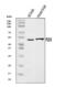 Phospholipase D Family Member 3 antibody, A01976-1, Boster Biological Technology, Western Blot image 