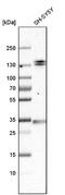 Elastin Microfibril Interfacer 1 antibody, NBP1-84127, Novus Biologicals, Western Blot image 